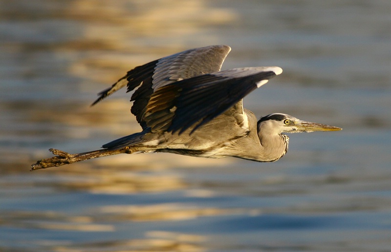 Heron On Water