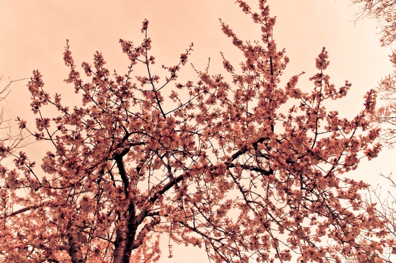 Spring Love