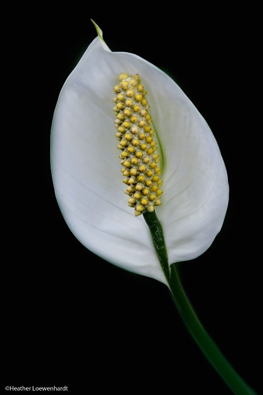 Peace Lily