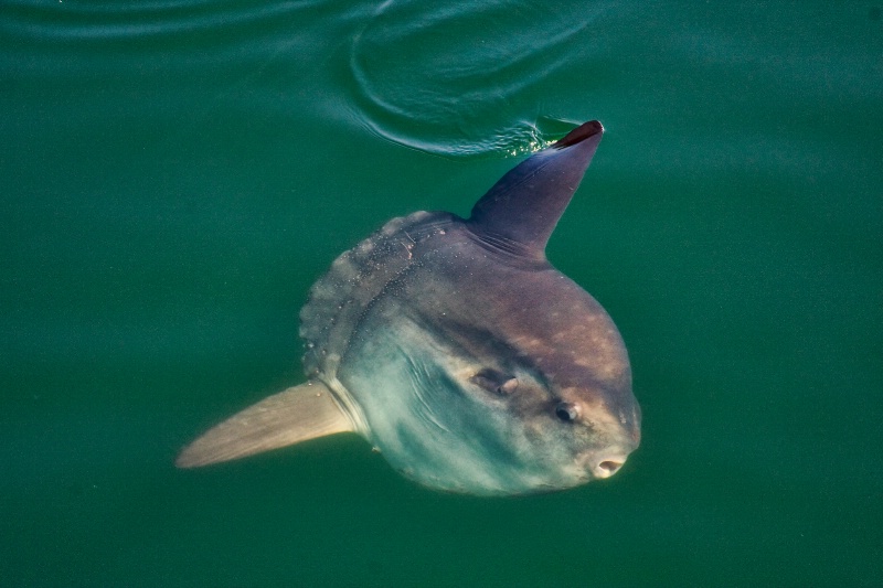 Ocean Sun Fish