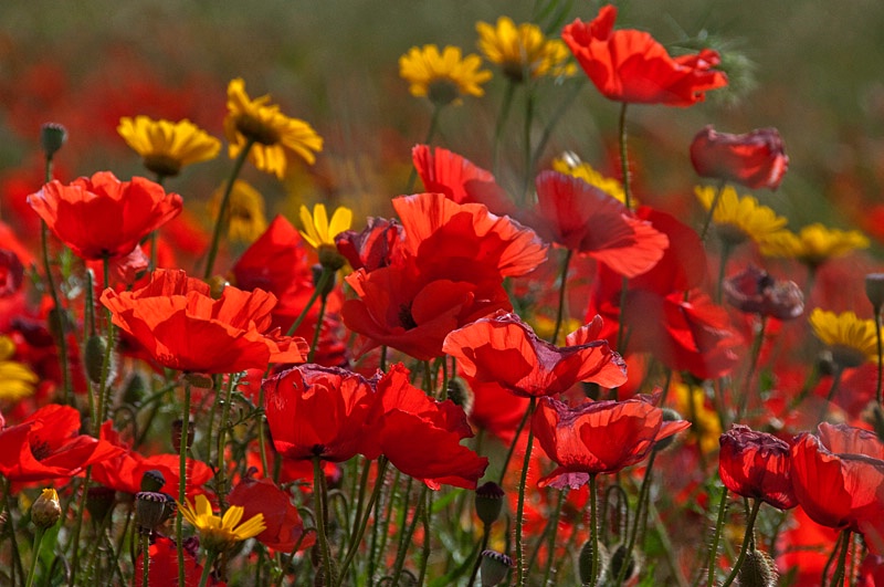 Wild Flowers