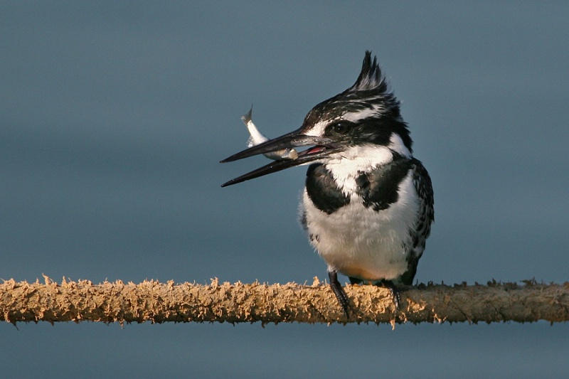 Kingfisher