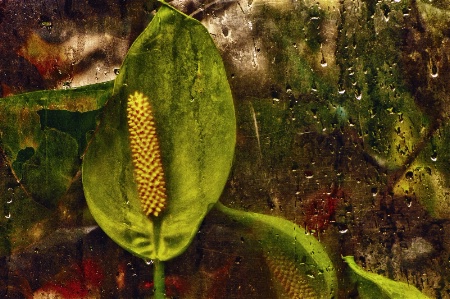 In The Greenhouse Window