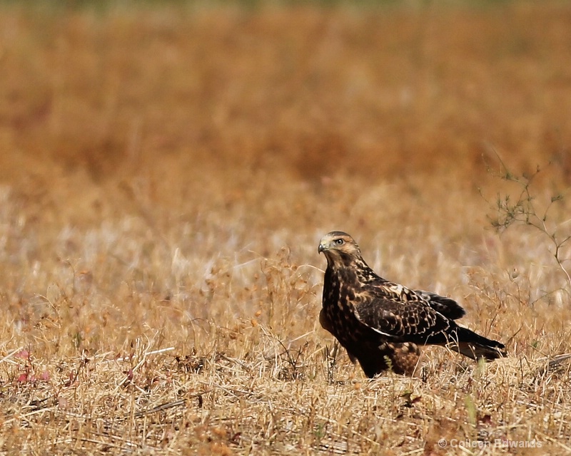 Prairie Falcon