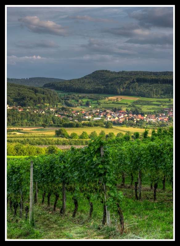 The Vineyards above Liel