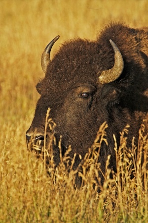 Bison Profile