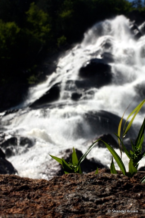 Waterfall with plant