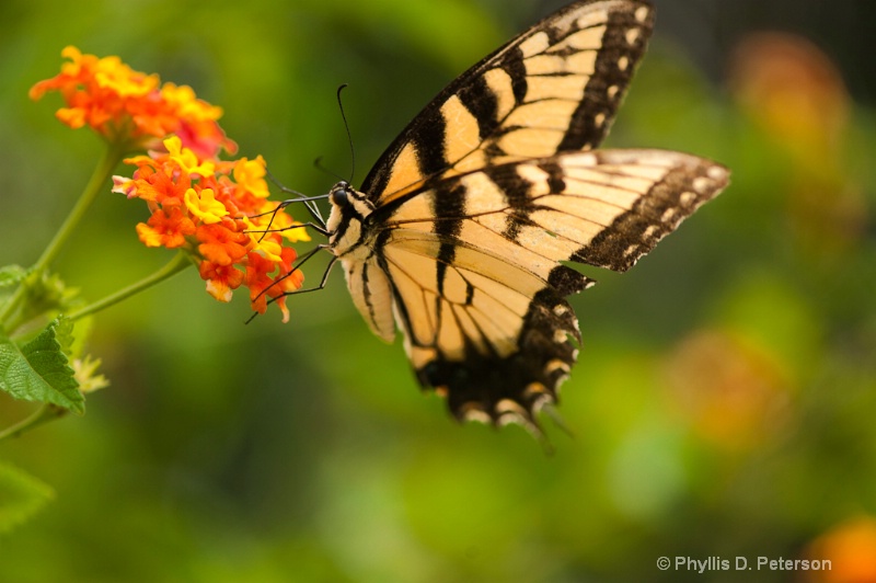 Bugs of Summer - Tiger Swallowtail