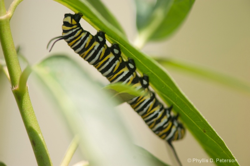 Bugs Of Summer- Monarch Caterpillar