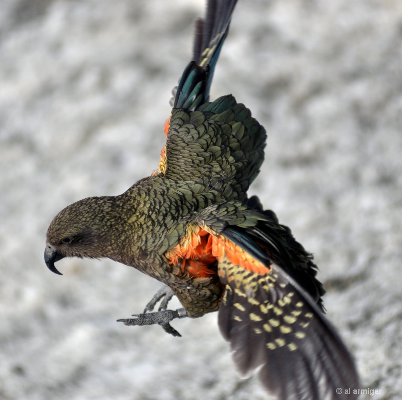 The Ever Mischievious New Zealand Kea - ID: 12199591 © al armiger