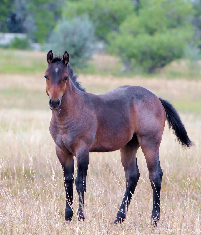 Foal