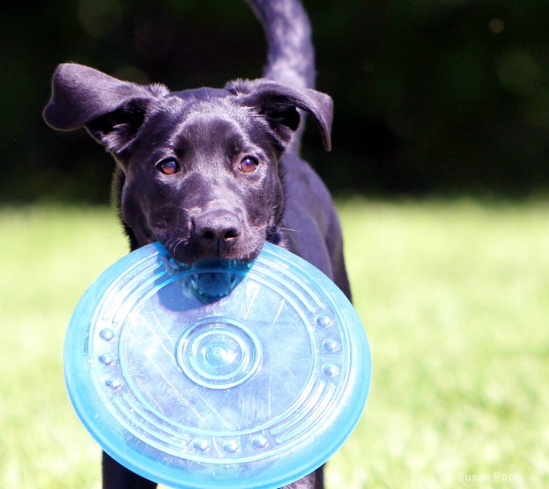 Frisbee pup 4 