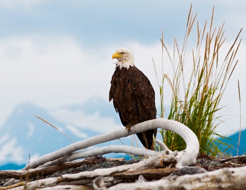 Bald Eagle on Beach in Homer  - ID: 12202310 © Rick Zurbriggen