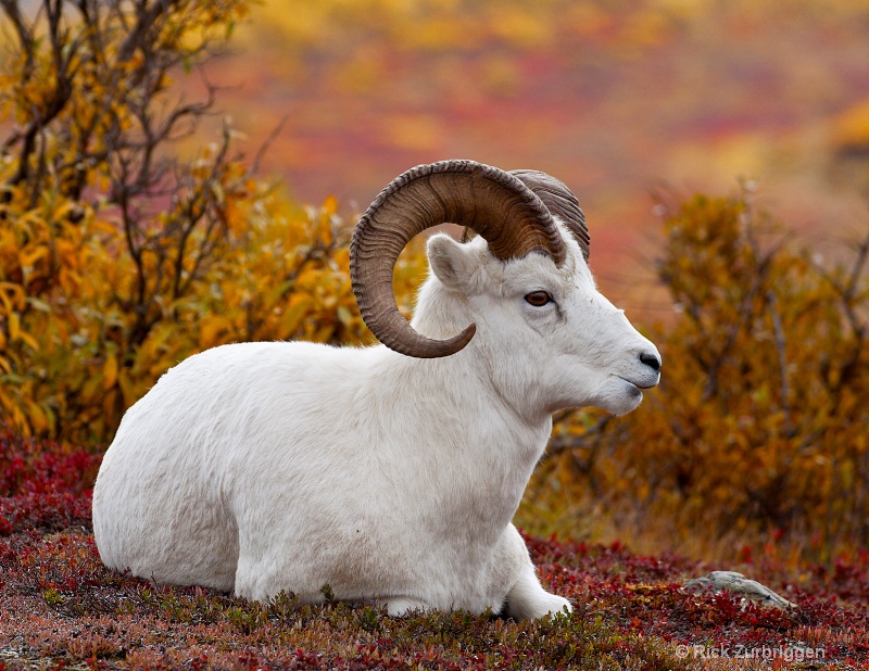 Dall Sheep - ID: 12202313 © Rick Zurbriggen