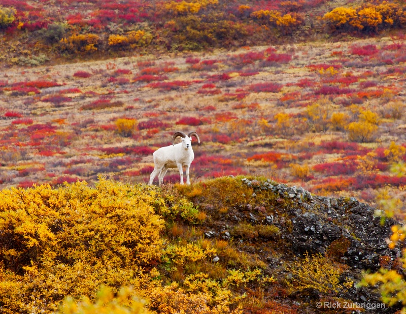 Dall Sheep Lookout - ID: 12202314 © Rick Zurbriggen