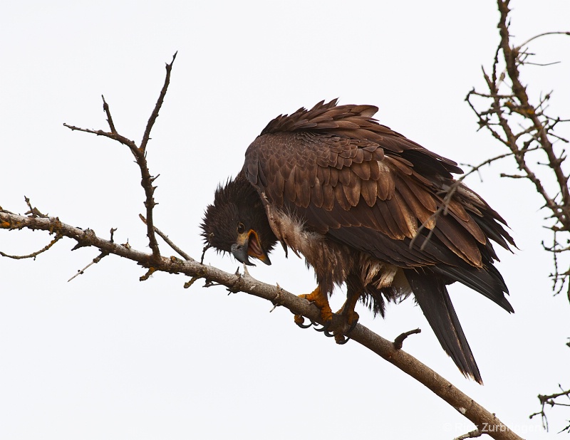 Juvenile Bald Eagle - ID: 12202332 © Rick Zurbriggen