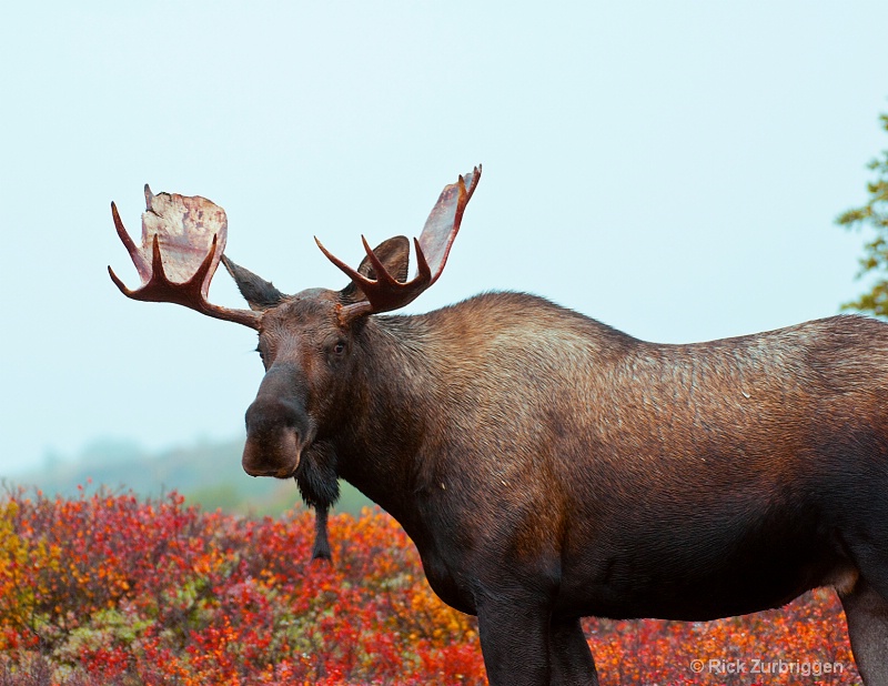 Bull Moose - ID: 12202349 © Rick Zurbriggen