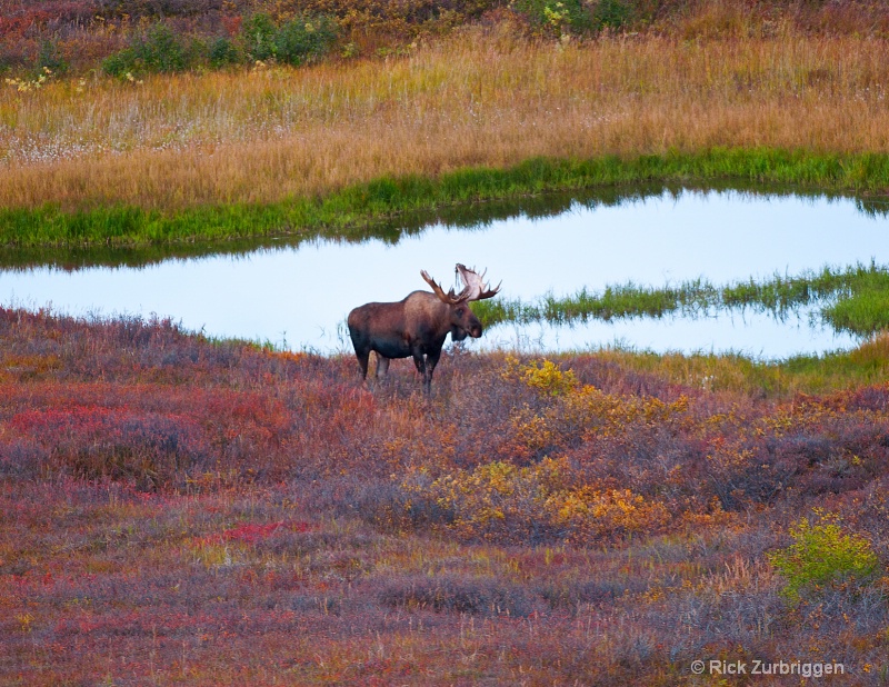 Bull Moose - ID: 12202354 © Rick Zurbriggen