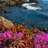 © Mark Schneider PhotoID # 12203663: Pacific Grove