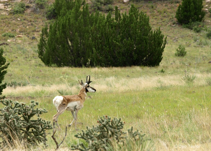 black mesa antelope
