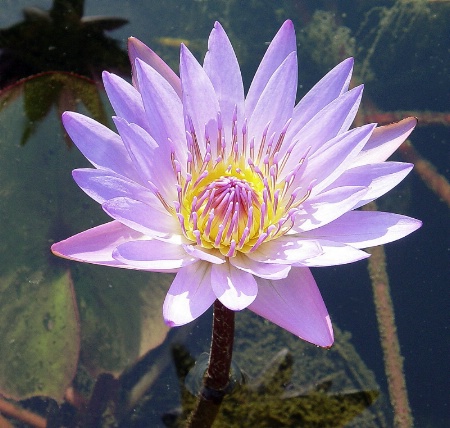 Water Lilly 