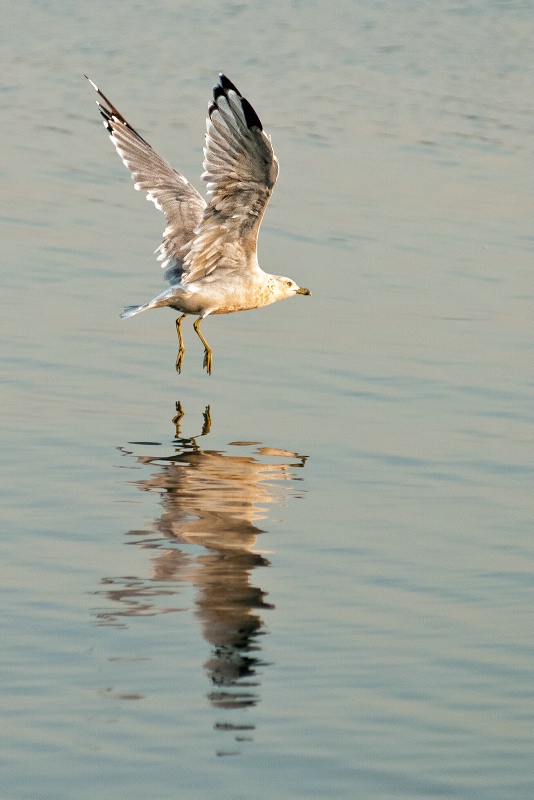 gull reflection