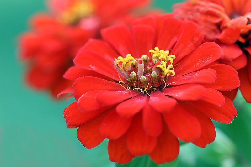 zinnia, in red