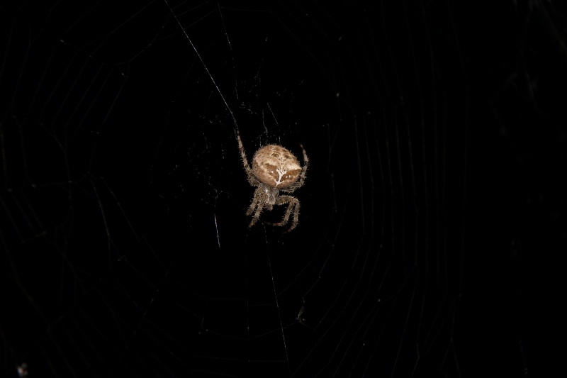 Large back door spider