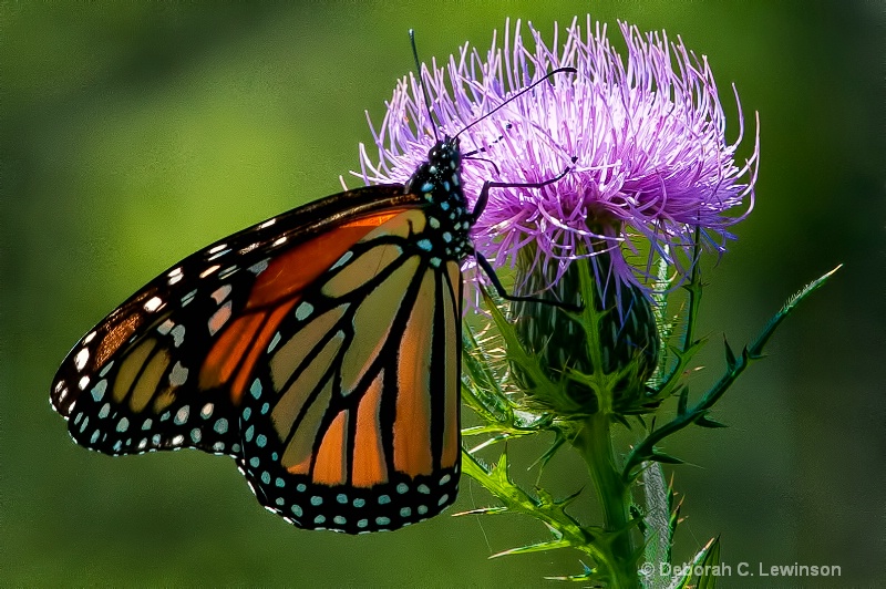 Monarch Glory - ID: 12207438 © Deborah C. Lewinson