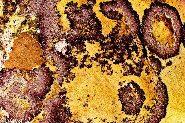 Lichen on Rock (cross-processed)