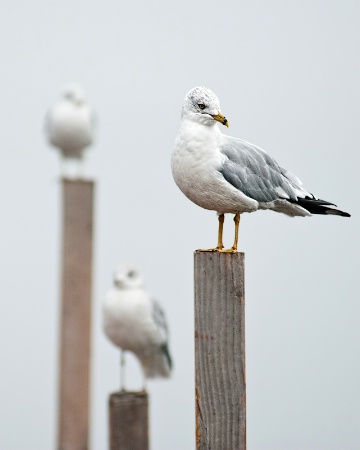 three gulls