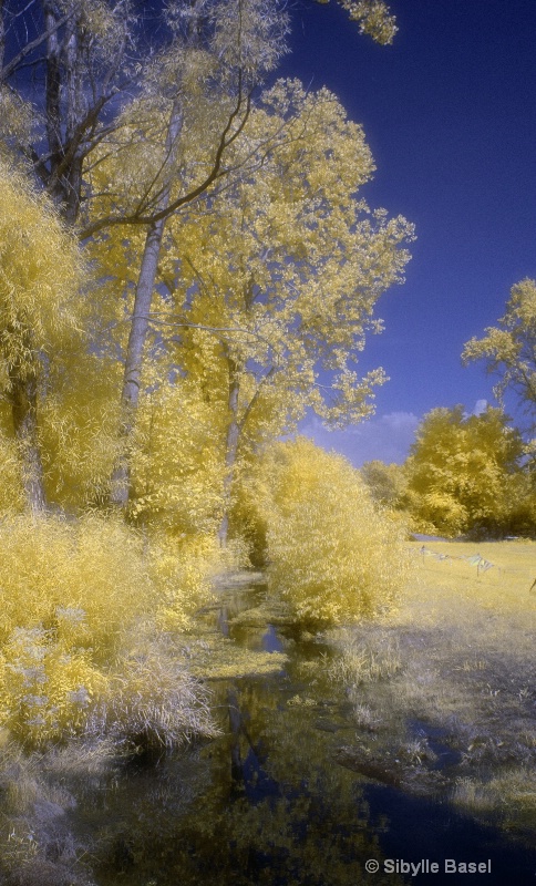 color infrared - ID: 12209877 © Sibylle Basel
