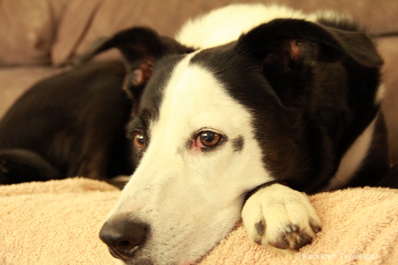 Patch Resting After A Hard Day