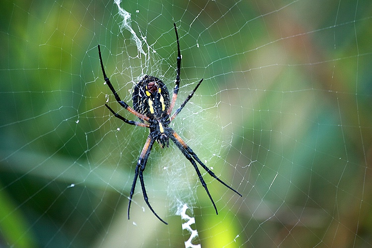 Garden Spider (Argiope Aurantia)