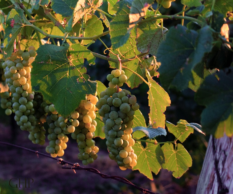 Sunset Grapes