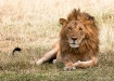 Scar