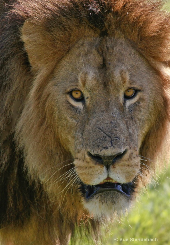 Lion Returning the Gaze, Ngorongoro, Tanzania - ID: 12214878 © Sue P. Stendebach