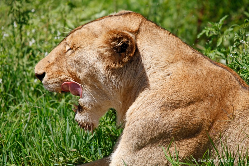 Satisfied Lioness, Ngorongoro, Tanzania - ID: 12214885 © Sue P. Stendebach