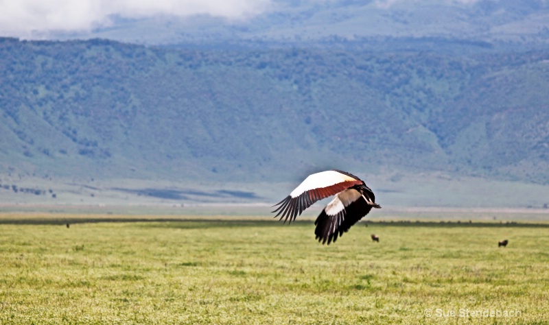 Grey-Crowned Crane in Flight, Ngorongoro Crater - ID: 12214887 © Sue P. Stendebach