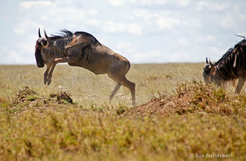 Great Wildebeest Migration II, Serengeti, Tanzania - ID: 12214904 © Sue P. Stendebach
