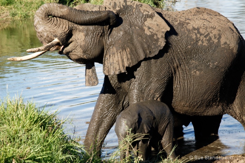 Bath Day, Ngorongoro, Tanzania - ID: 12214908 © Sue P. Stendebach