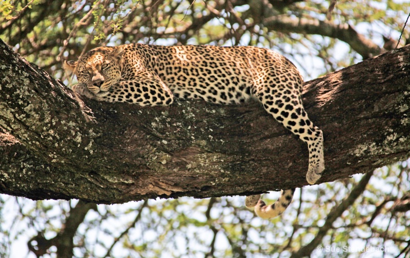 Who's Watching Whom?, Serengeti, Tanzania - ID: 12214932 © Sue P. Stendebach