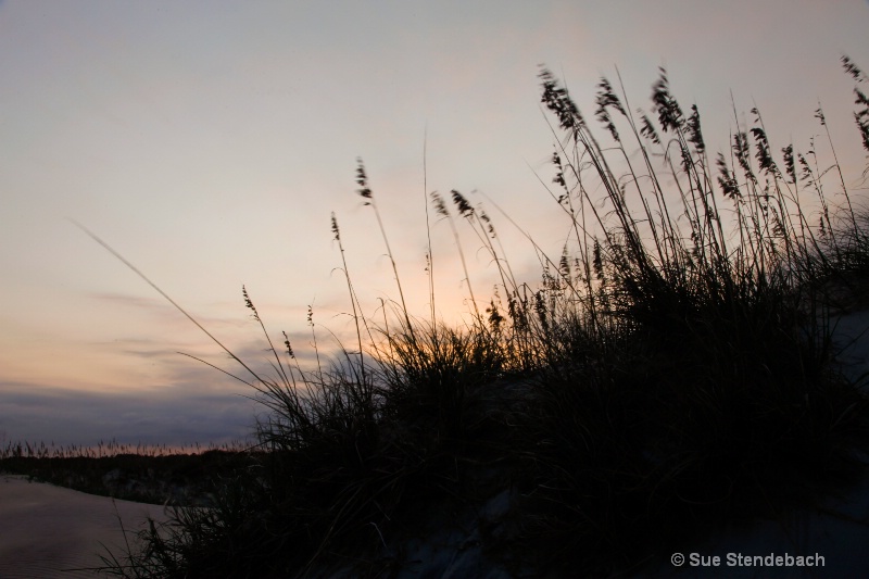 Sea Oats Bowing to the Setting Sun, Corolla, NC - ID: 12214936 © Sue P. Stendebach