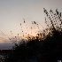 © Sue P. Stendebach PhotoID # 12214936: Sea Oats Bowing to the Setting Sun, Corolla, NC
