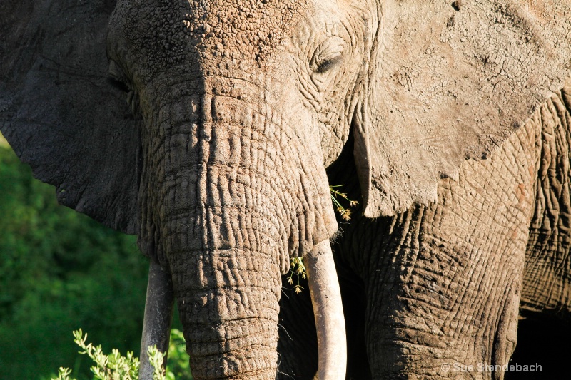 Elephant Portraiture - ID: 12214953 © Sue P. Stendebach