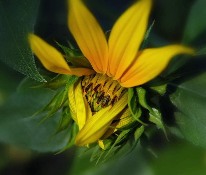 Sunflower Baby