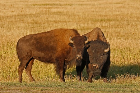 Bison Pair