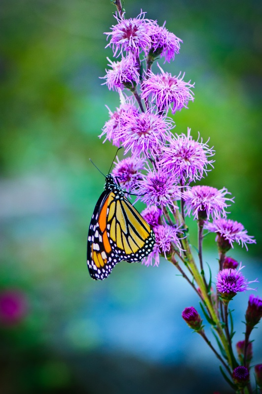 Monarch Butterfly at Liatris