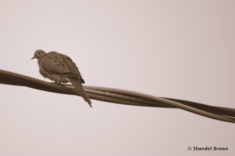 Bird on a wire