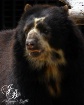 Andean Bear